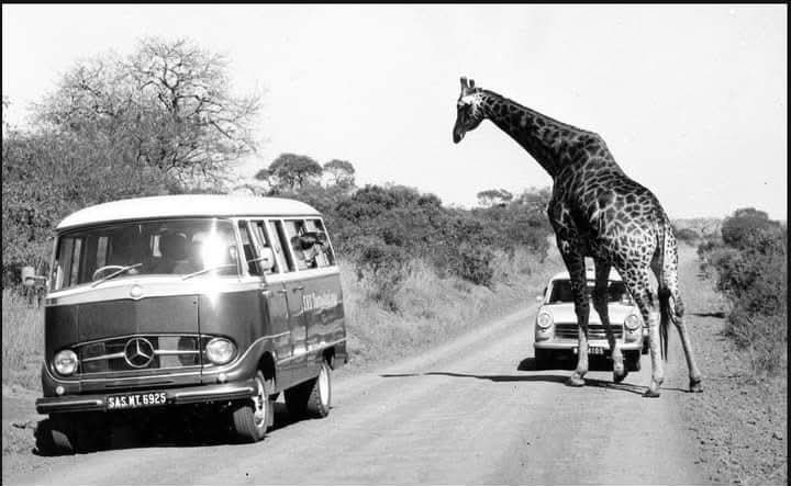 Great Limpopo Transfrontier Park 2002
