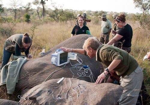 Modern conservation technology Kruger smart parks